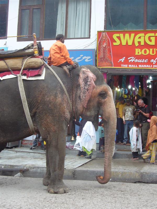 Travel - India - Himachal Pradesh - Manali